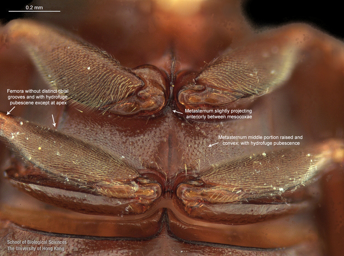 Mesosternum and metasternum
